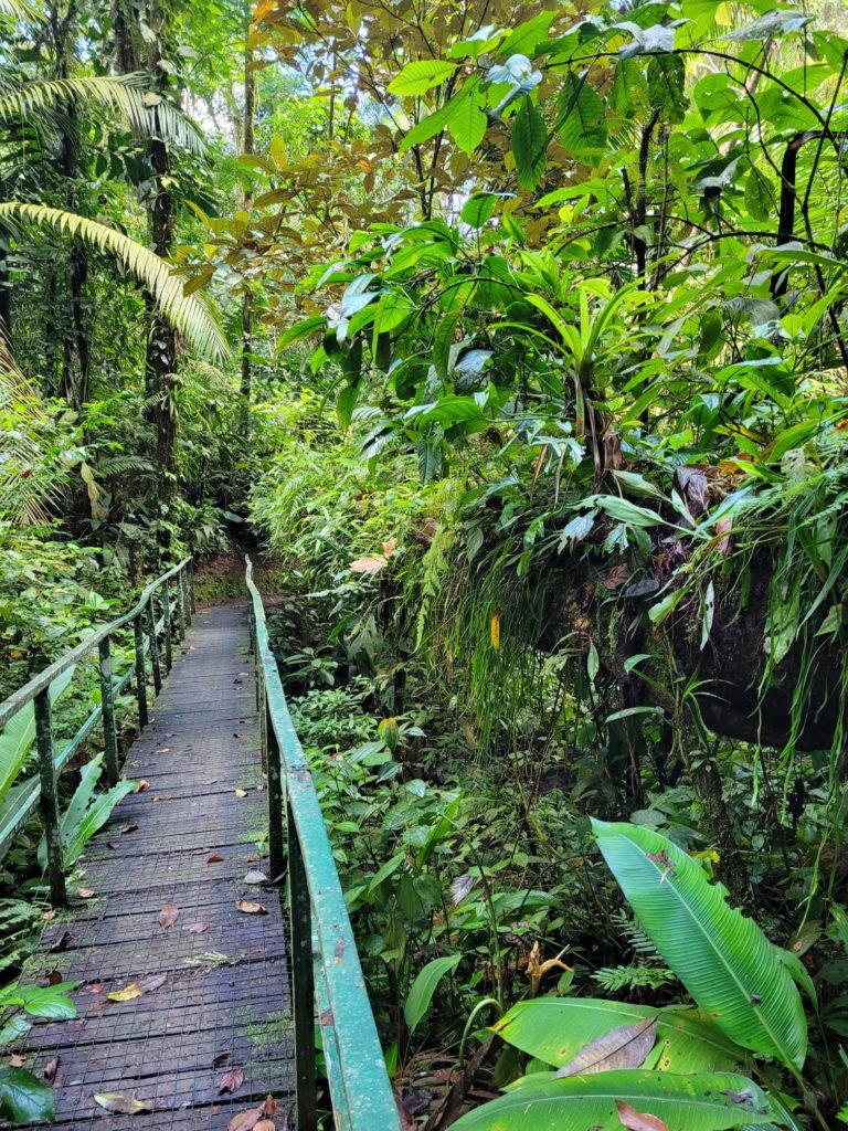 Brücke im Wald