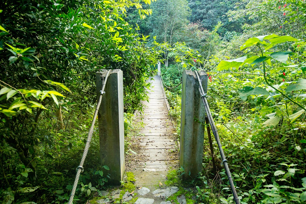 Brücke im Dschungel ©viventura Brücke im Dschungel in Südamerika