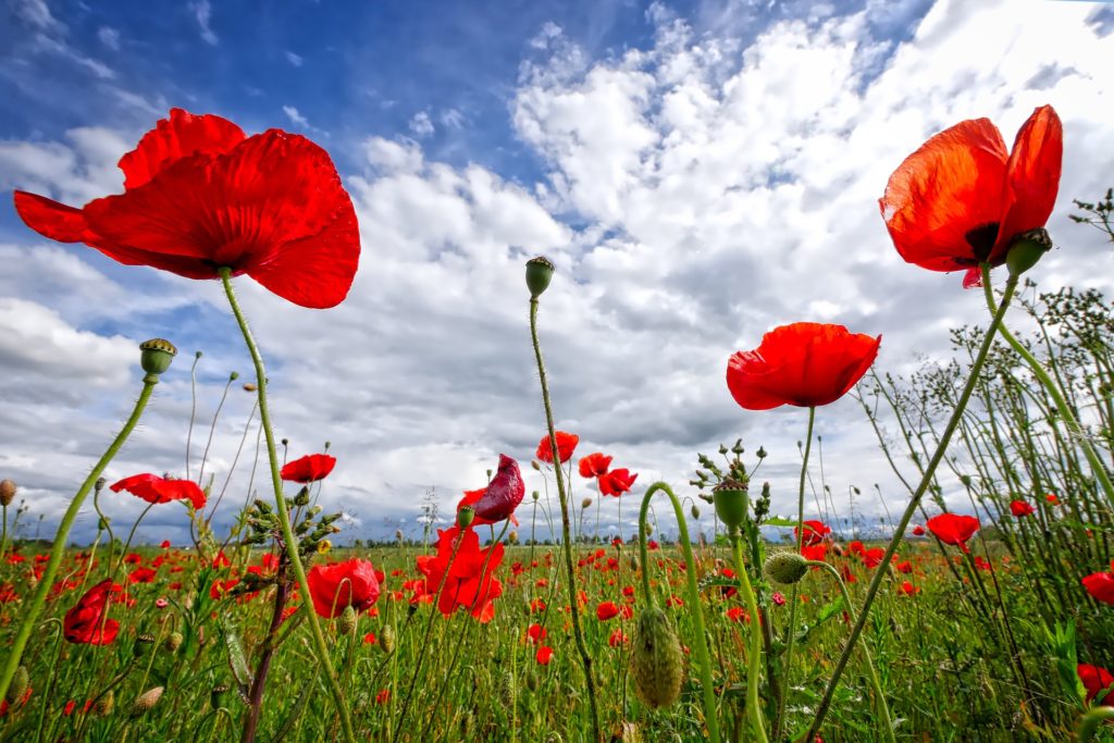 Mohnblumenfeld ©Pixabay/fietzfotos