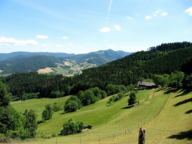 Meadow with trees in the Black Forest