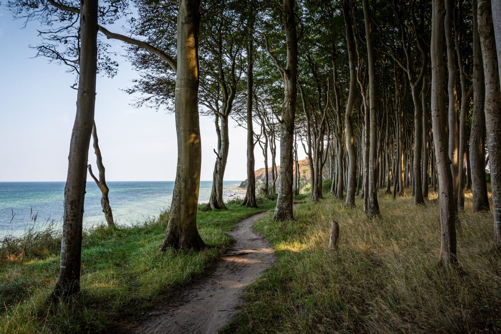 Auf dem Bild ist ein Pfad zwischen Bäumen an der Küste zu sehen.