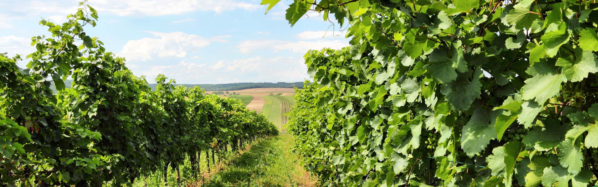 Eine grüne Weinlandschaft im Burgenland.
